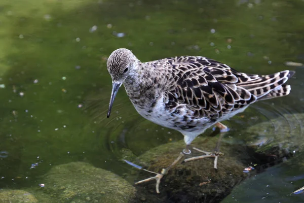 Festői Kilátás Gyönyörű Redshank Madár — Stock Fotó