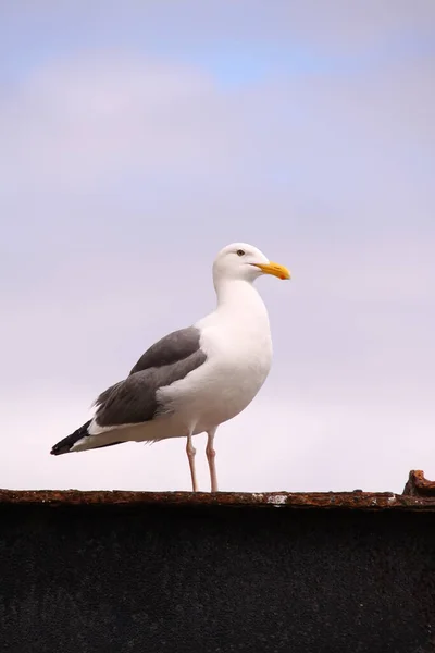 Vue Panoramique Bel Oiseau Nature — Photo