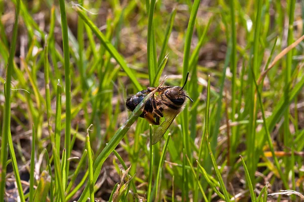 Gros Plan Une Abeille — Photo