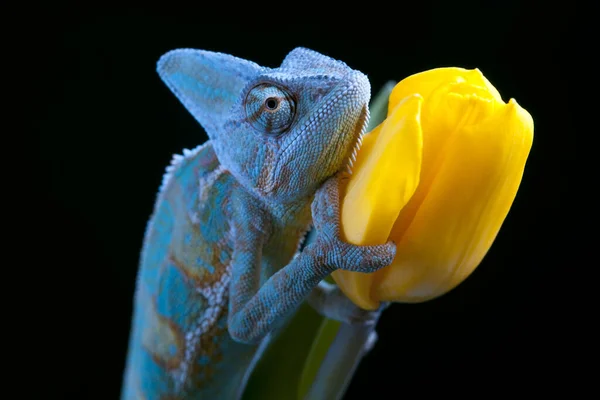 Nagy Kaméleon Egy Tulipán — Stock Fotó