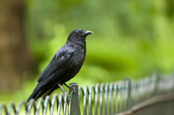 Vista Hermoso Pájaro Naturaleza — Foto de Stock