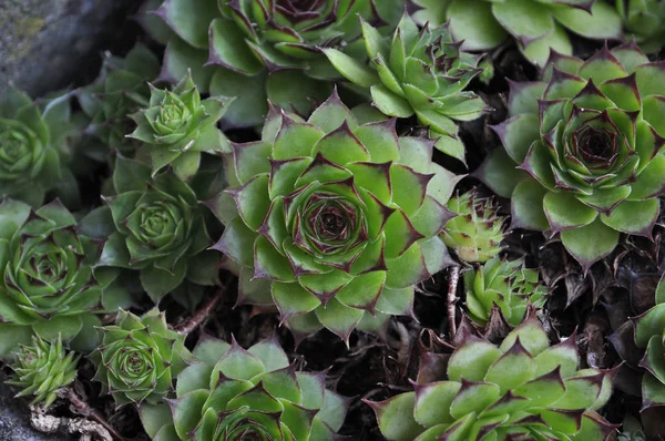 Tropische Plant Plantaardig Flora Cactus — Stockfoto