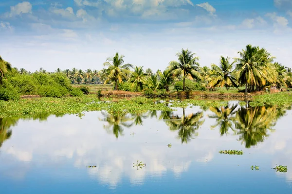 Drzewa Palmowe Odbicie Kerala Backwaters — Zdjęcie stockowe