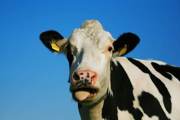 Domestic Cattle Pasture — Stock Photo, Image