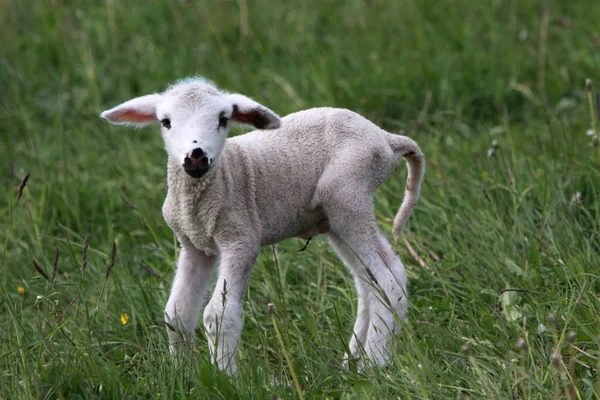 Lam Een Weiland — Stockfoto