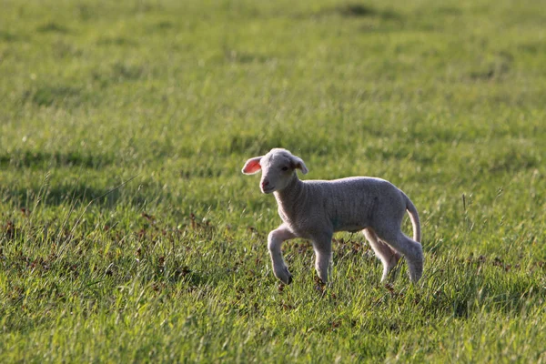 Lamb Pasture — Stock Photo, Image