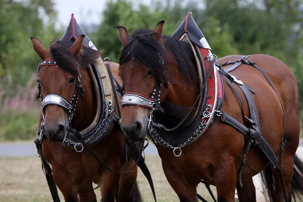 Paarden Overdag Buiten — Stockfoto