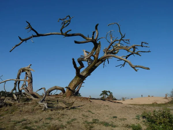 Dead Tree Nature Flora — Stock Photo, Image