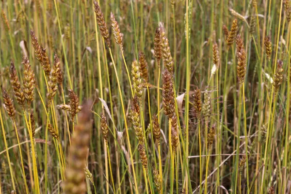 Landschaftlicher Blick Auf Die Landwirtschaft Selektiver Fokus — Stockfoto