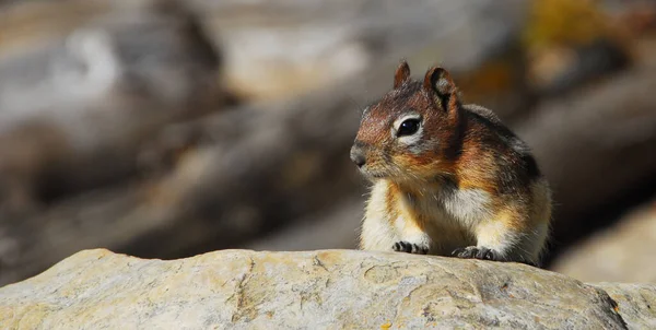 Syn Den Nordamerikanska Naturen — Stockfoto