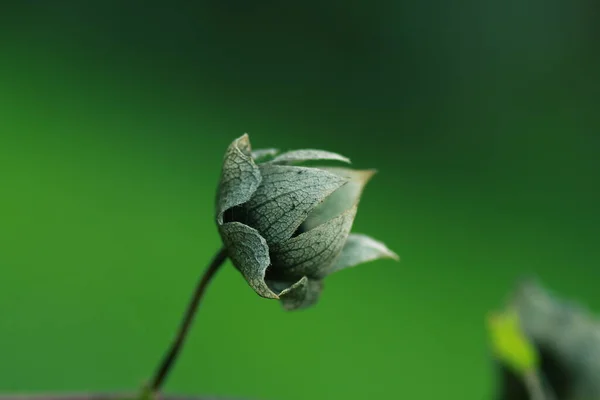 Belles Fleurs Fond Concept Floral — Photo