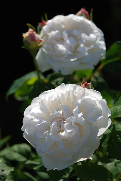 Anglické Okvětní Lístky Růží Zahradní Rostliny — Stock fotografie