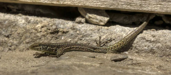 Primo Piano Della Lucertola Habitat Concetto Natura Selvaggia — Foto Stock