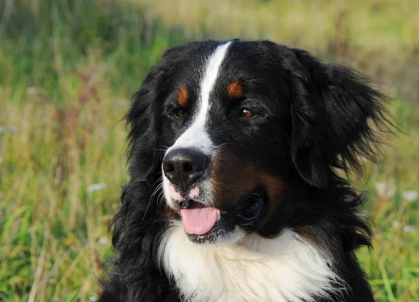 Jonge Dieren Selectieve Focus — Stockfoto