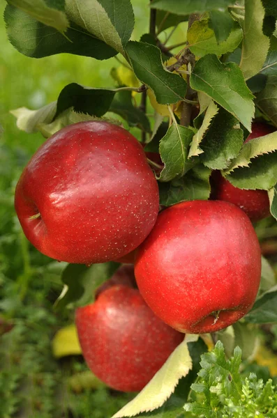Jabłoń Gałęzie Roślin Przyrodniczych — Zdjęcie stockowe