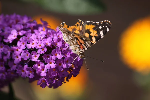 Painted Lady Lilac — Stock Photo, Image