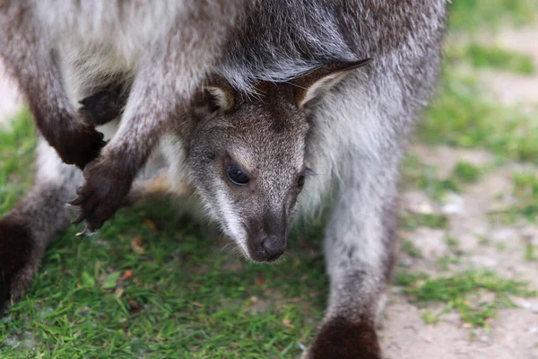 Кенгуру Австралийское Животное — стоковое фото