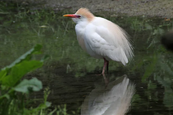 Vedere Pitorească Egreților Păsări Natură — Fotografie, imagine de stoc