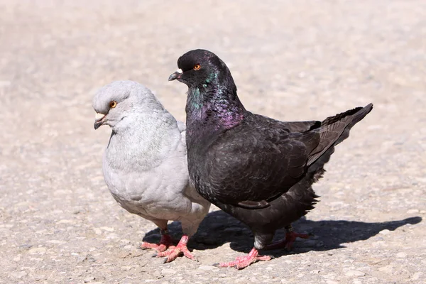 Blick Auf Schöne Vögel Der Natur — Stockfoto