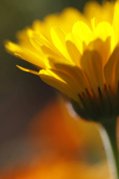 Marigold Flower Petals Flora Bloom — Stock Photo, Image