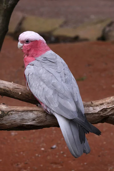 Vista Panorámica Hermoso Pájaro Naturaleza — Foto de Stock