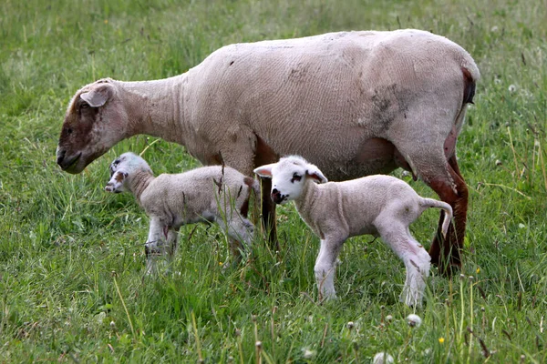 Unga Djur Selektivt Fokus — Stockfoto