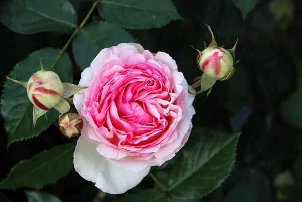 Rose Flower Petals Garden Plant — Stock Photo, Image