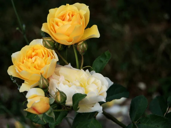 Englische Rosenblütenblätter Gartenpflanze — Stockfoto
