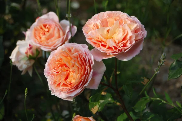 Pétales Fleurs Rose Anglais Plantes Jardin — Photo