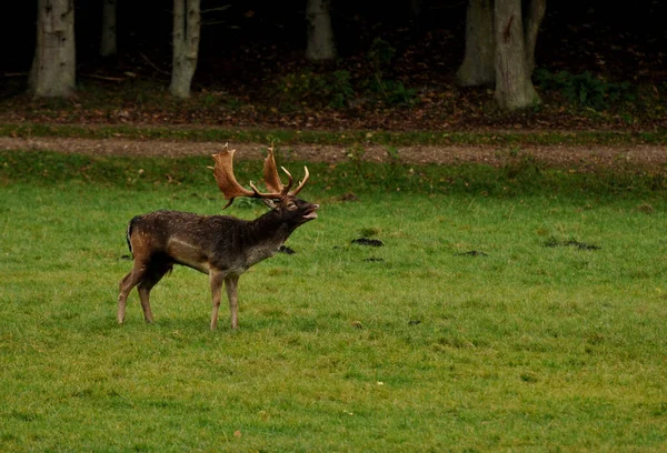 Animaux Domestiques Dans Les Pâturages Agricoles — Photo