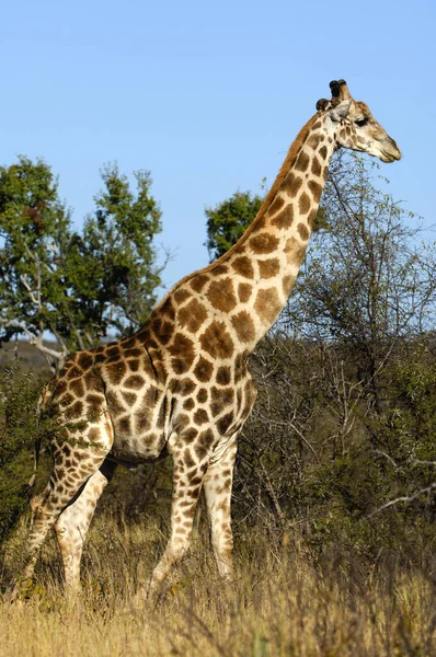 Große Braune Giraffe Tier Flora Und Fauna Der Natur — Stockfoto