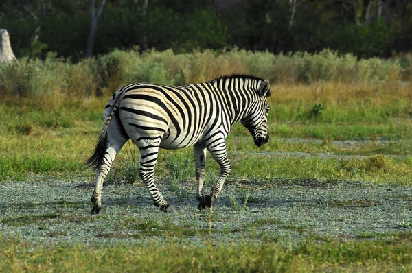 Siyah Beyaz Zebra Hayvan Memeli — Stok fotoğraf