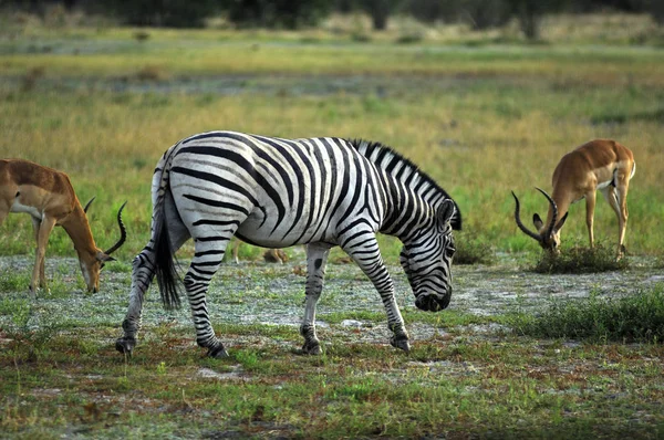 Czarno Białe Zebry Zwierzęta Flora Fauna — Zdjęcie stockowe