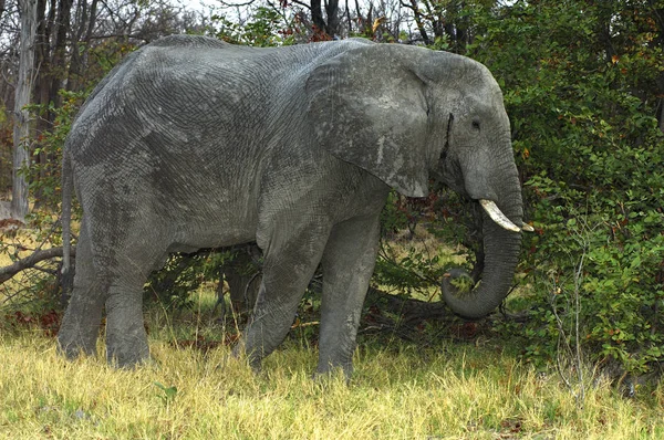 Éléphant Savane Animal Nature Mammifère Faune — Photo