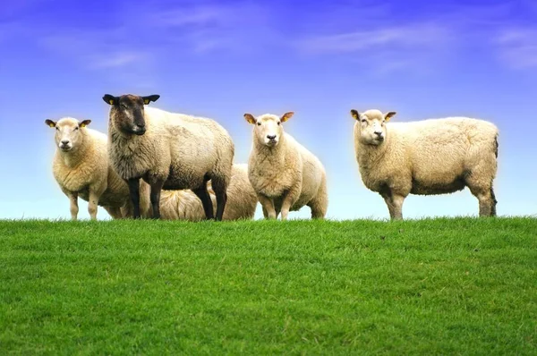 Schapen Dijk Van Noordzee — Stockfoto