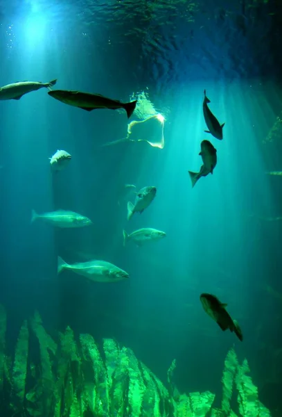 Peixes Mar Debaixo Água — Fotografia de Stock