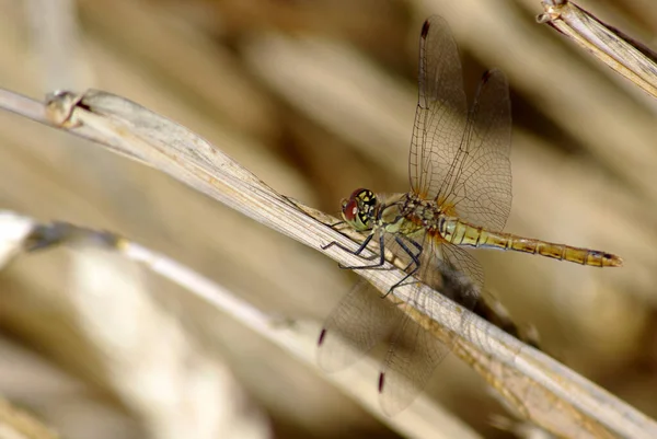 Flyga Dragonfly Insekt Odonata Och Fauna — Stockfoto