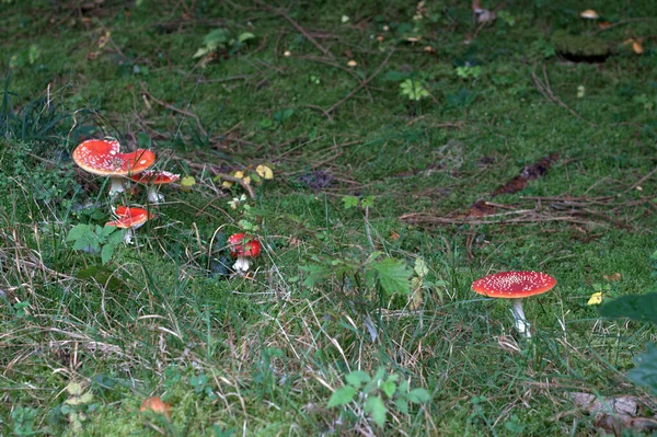 Ormanda Büyüyen Mantarlar Doğa Geçmişi — Stok fotoğraf