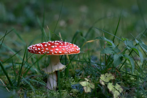 Culture Champignons Dans Forêt Fond Nature — Photo