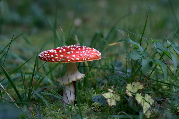 Paddenstoelen Kweken Bos Natuur Achtergrond — Stockfoto