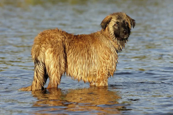 Portrait Cute Dog — Stock Photo, Image