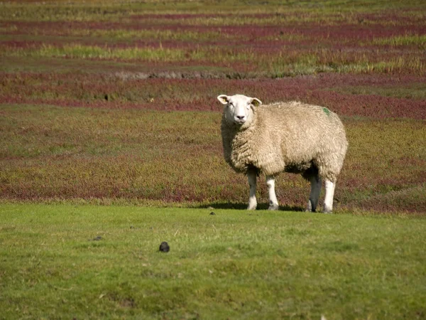 羊シリーズAスクリーン01 — ストック写真
