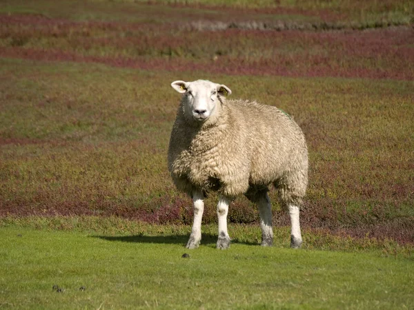 Sheep Series Screen — Stock Photo, Image