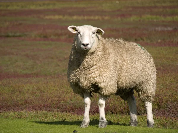 Sheep Series Screen — Stock Photo, Image