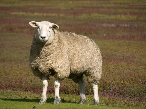 羊シリーズA画面04 — ストック写真