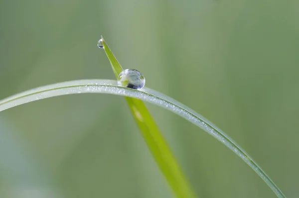 Dew Drop Blade Grass — Stock Photo, Image