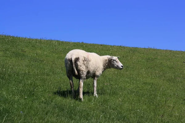 Schapen Een Weide — Stockfoto