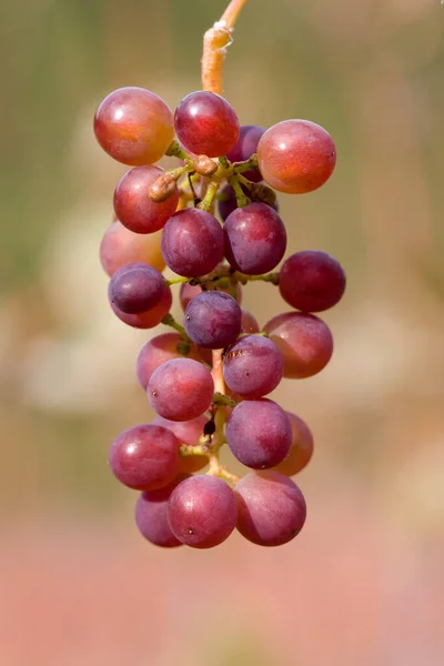 Piękne Botaniczne Ujęcie Naturalna Tapeta — Zdjęcie stockowe