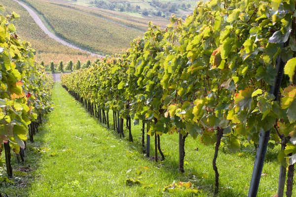 Uvas Que Crecen Viñedo —  Fotos de Stock