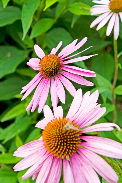 Verschillende Bloemen Selectieve Focus — Stockfoto